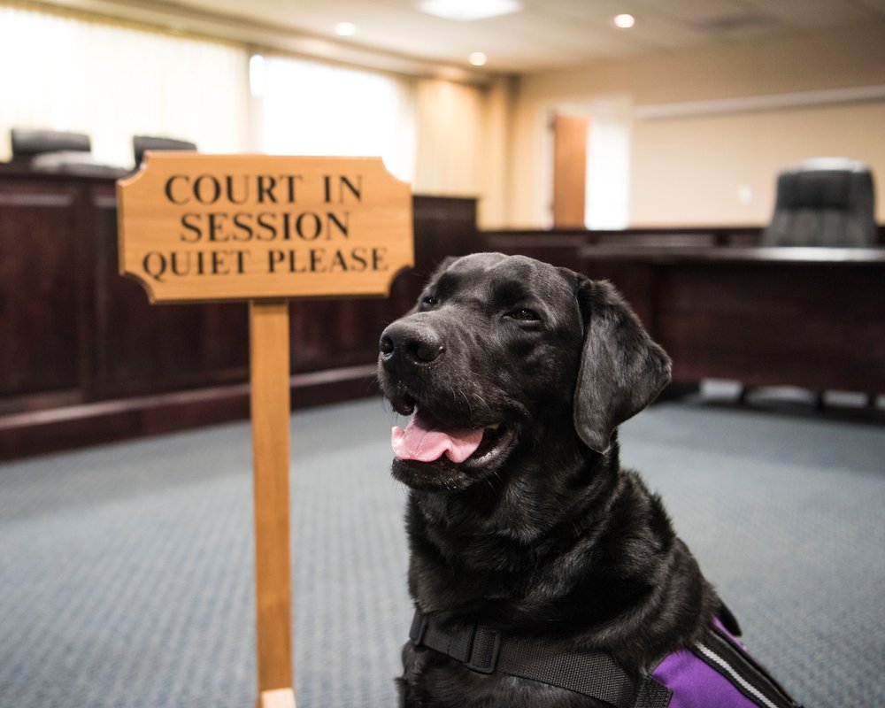 Lending a helping paw to the legal community